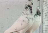 بٹیرا جوڑا سیالکوٹی