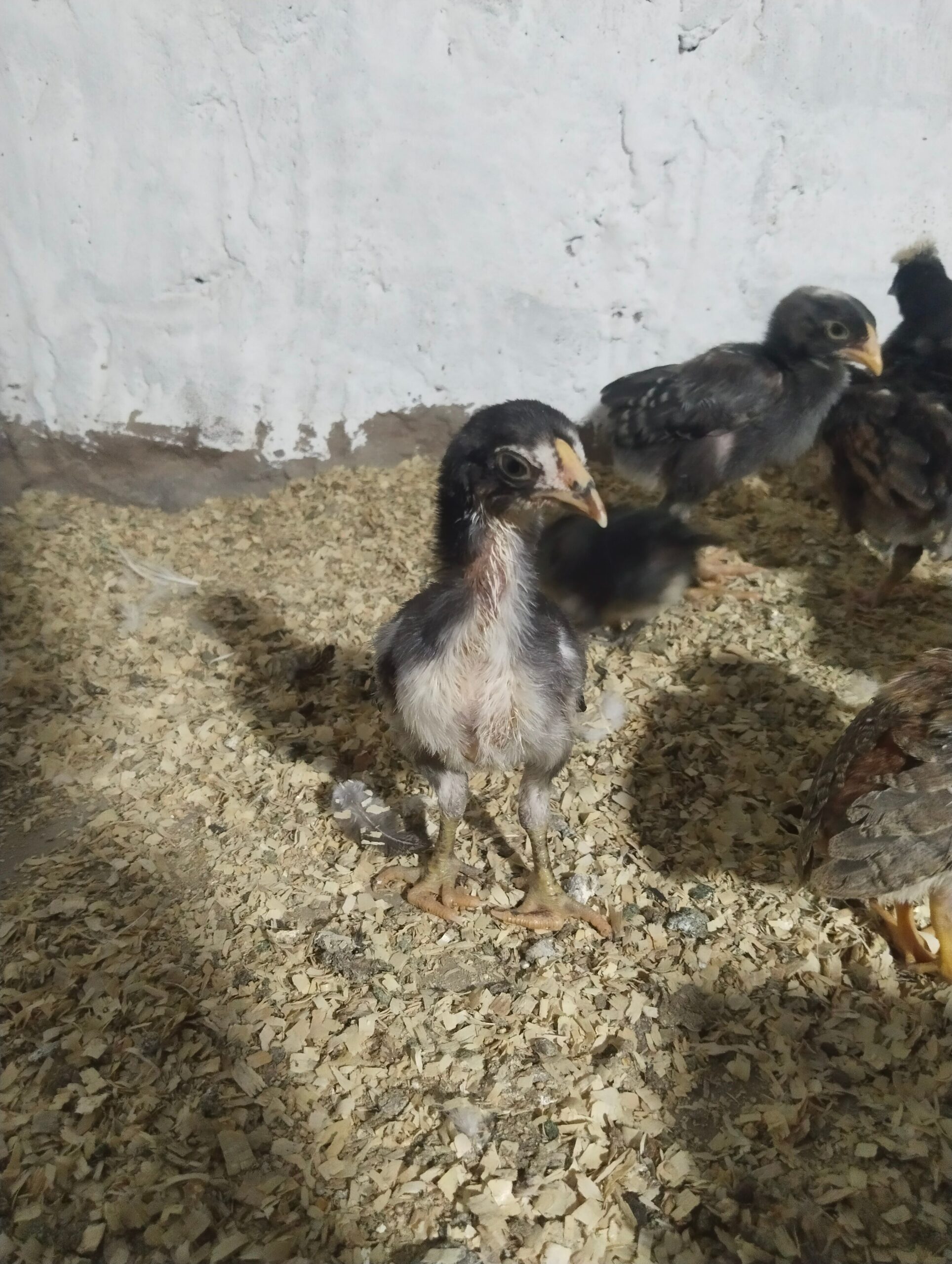 Thai aseel chicks