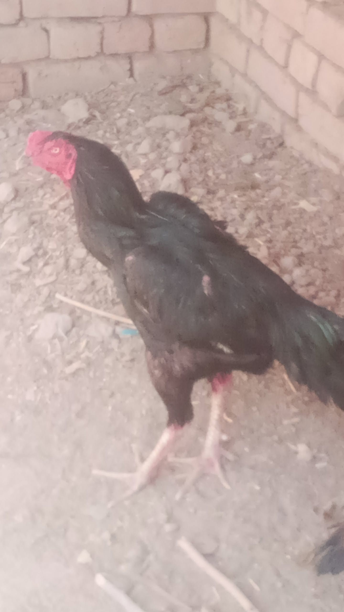 Pakistani cross aseel murga