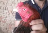 Breeder pair and chicks