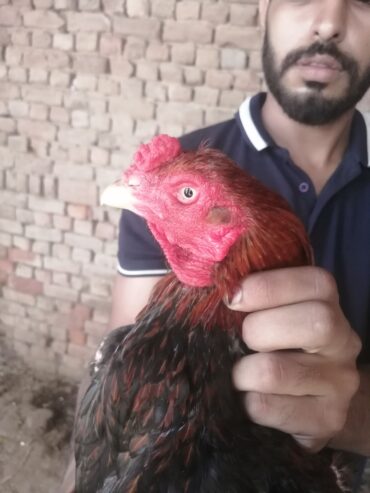 Breeder pair and chicks
