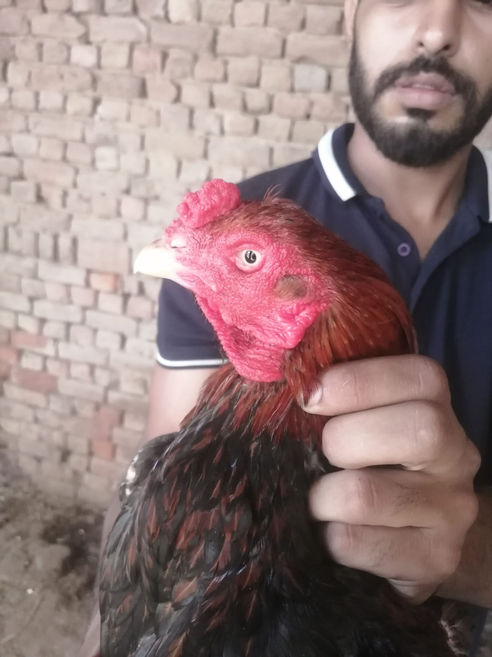 Breeder pair and chicks