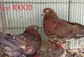 Pigeons
