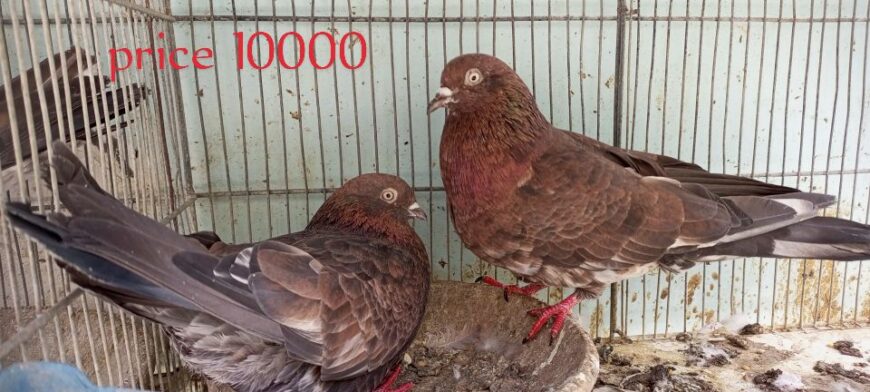 Pigeons
