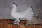 Lucky pigeon pair