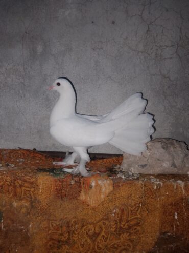 Lucky pigeon pair