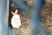Rabbits (Red eyes)