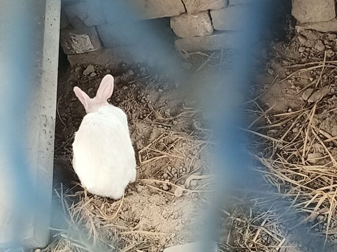 Rabbits (Red eyes)