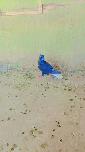 Black peigon