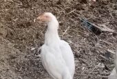 White heera aseel male