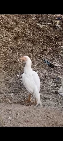 White heera aseel male
