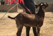 Bakry for qurbani
