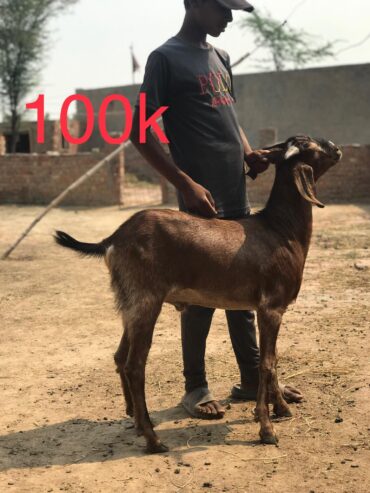 Bakry for qurbani