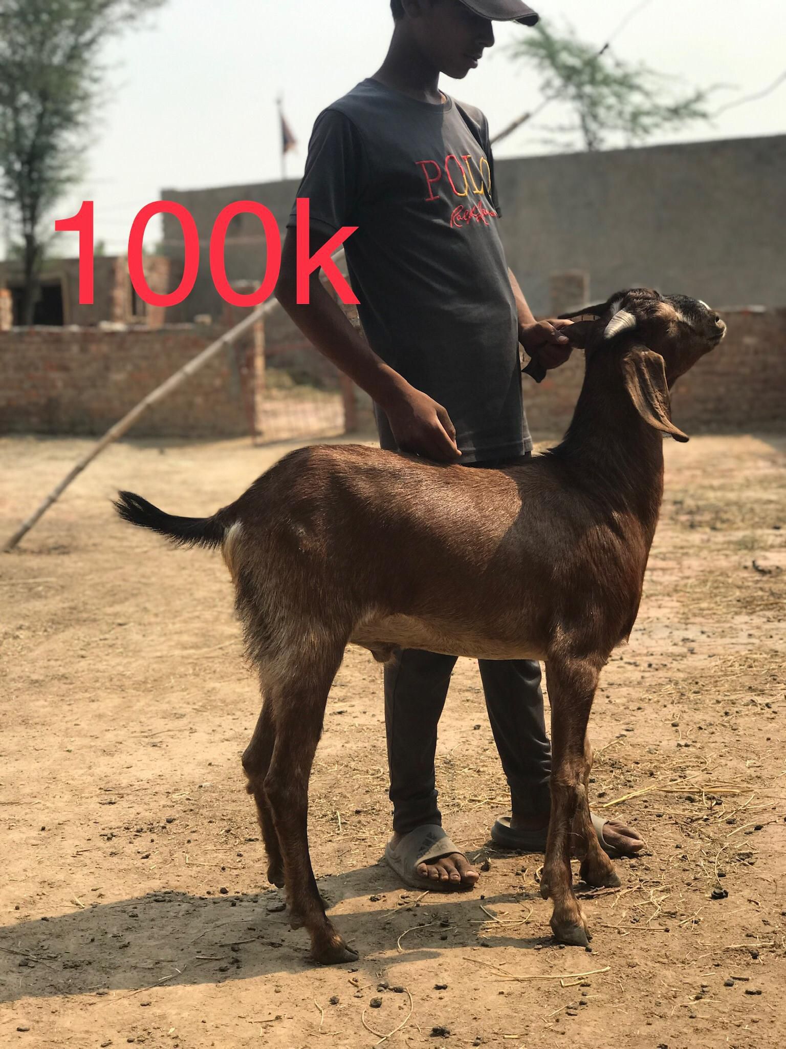 Bakry for qurbani