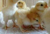 Golden Heavy Buff Chicks Available