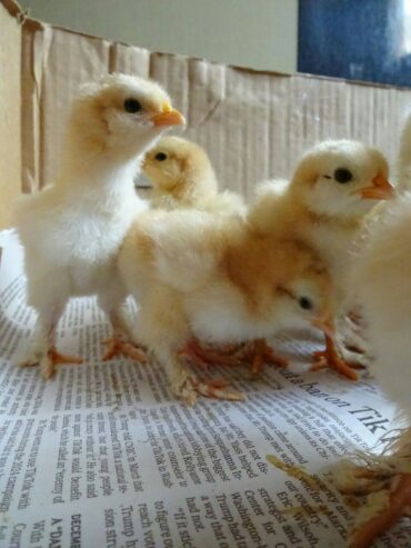 Golden Heavy Buff Chicks Available