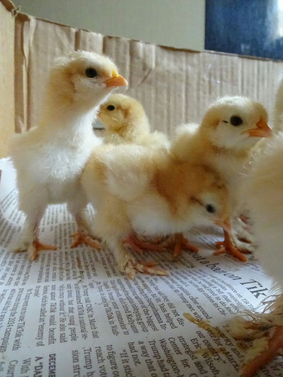 Golden Heavy Buff Chicks Available