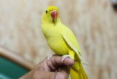 Yellow ringneck hand tame male urgent for sale