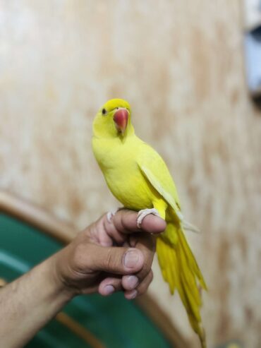 Yellow ringneck hand tame male urgent for sale