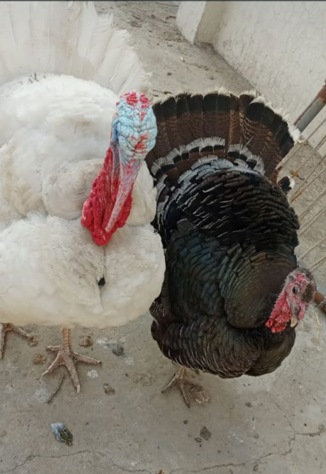Turkey chiks available