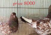 Pigeons