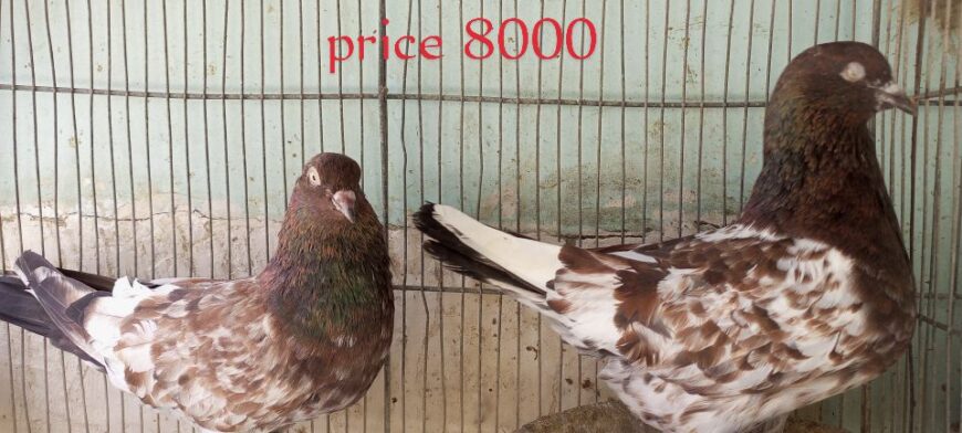 Pigeons