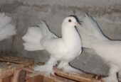 Lucky pigeon pair