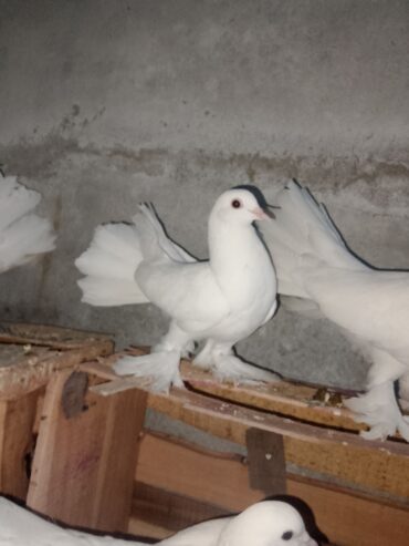 Lucky pigeon pair