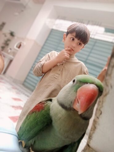 Raw parrot 🦜