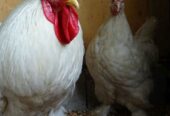 White Heavy Buff Pair Available