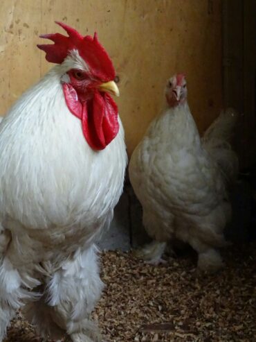 White Heavy Buff Pair Available