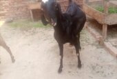 Dhood wali bakri/ goats