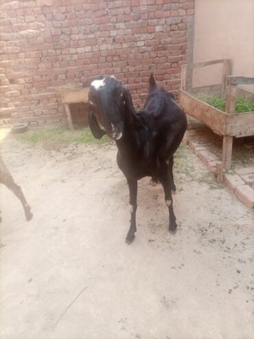 Dhood wali bakri/ goats