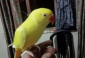 Yellow ringneck parrot