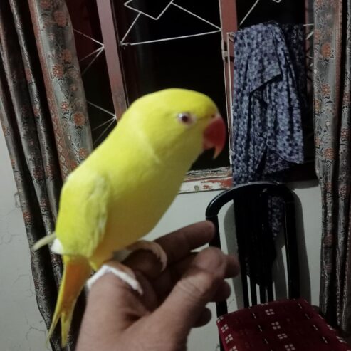 Yellow ringneck parrot