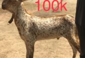 Bakry for qurbani