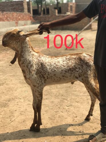 Bakry for qurbani