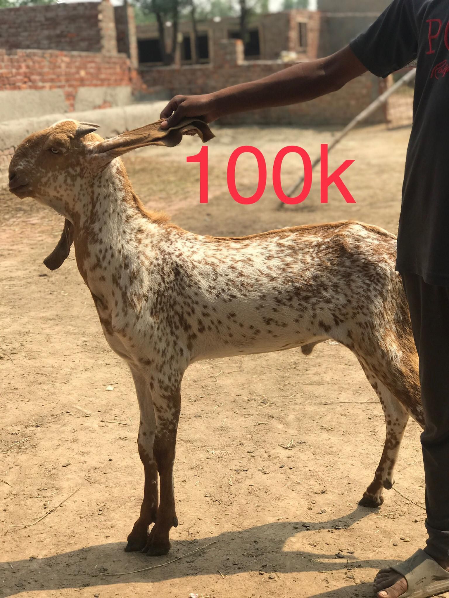 Bakry for qurbani