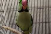 Raw parrots pair for sale.