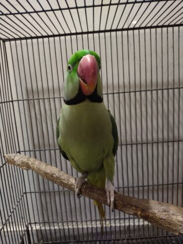 Raw parrots pair for sale.
