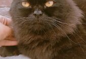 Black Pursion male