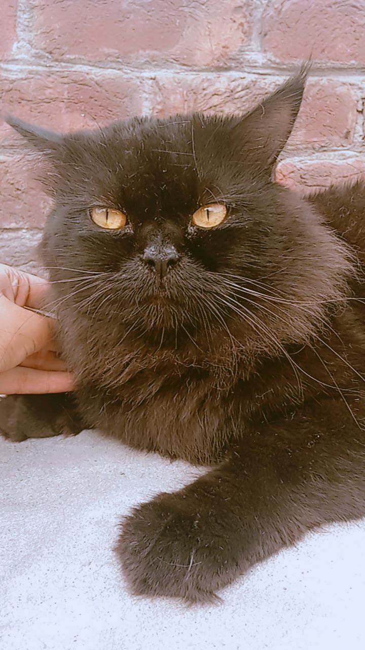 Black Pursion male
