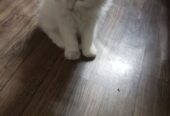 Person cat white colour