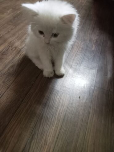 Person cat white colour