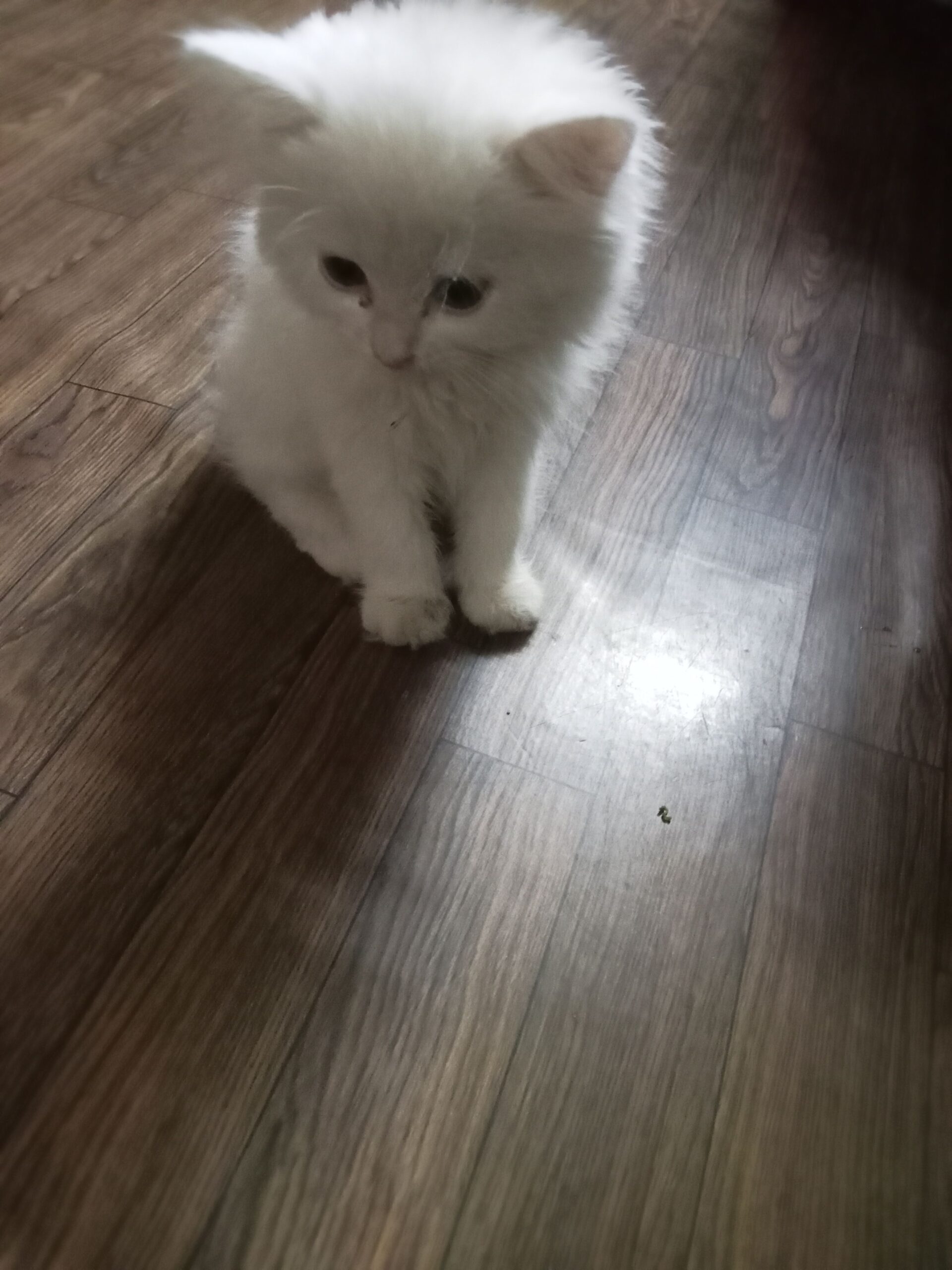 Person cat white colour