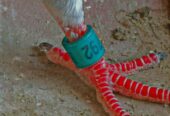 Blue bar female peigon