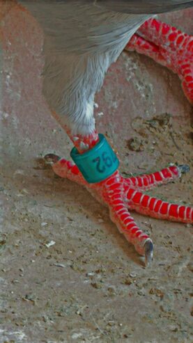 Blue bar female peigon