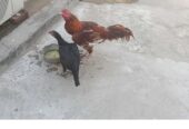 Syed Mujawar for sale