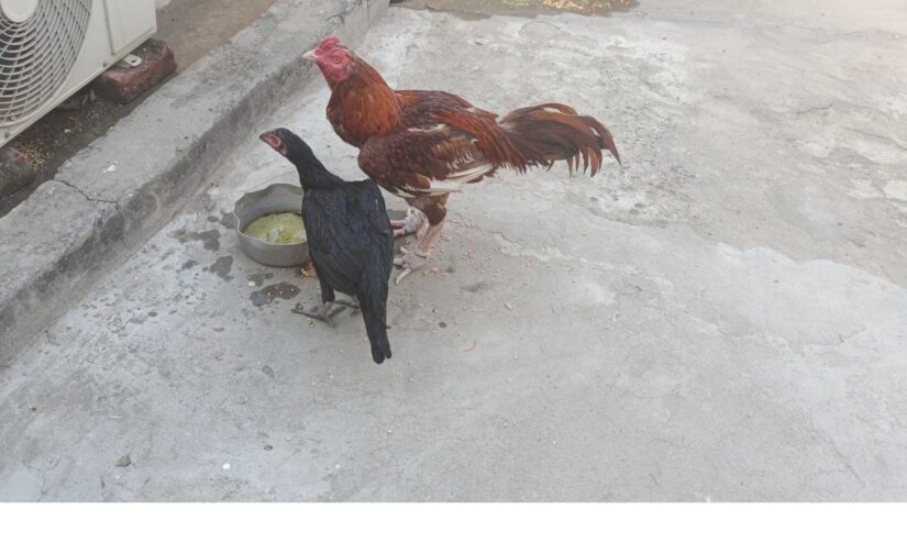Syed Mujawar for sale