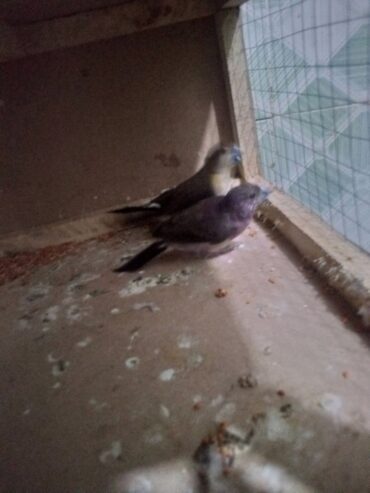 For sale